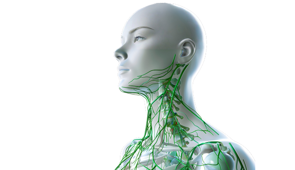 lymphsystem